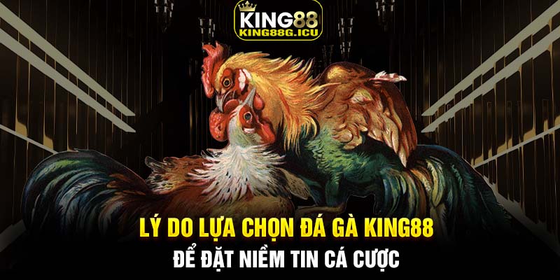 Lý do lựa chọn đá gà King88 để đặt niềm tin cá cược